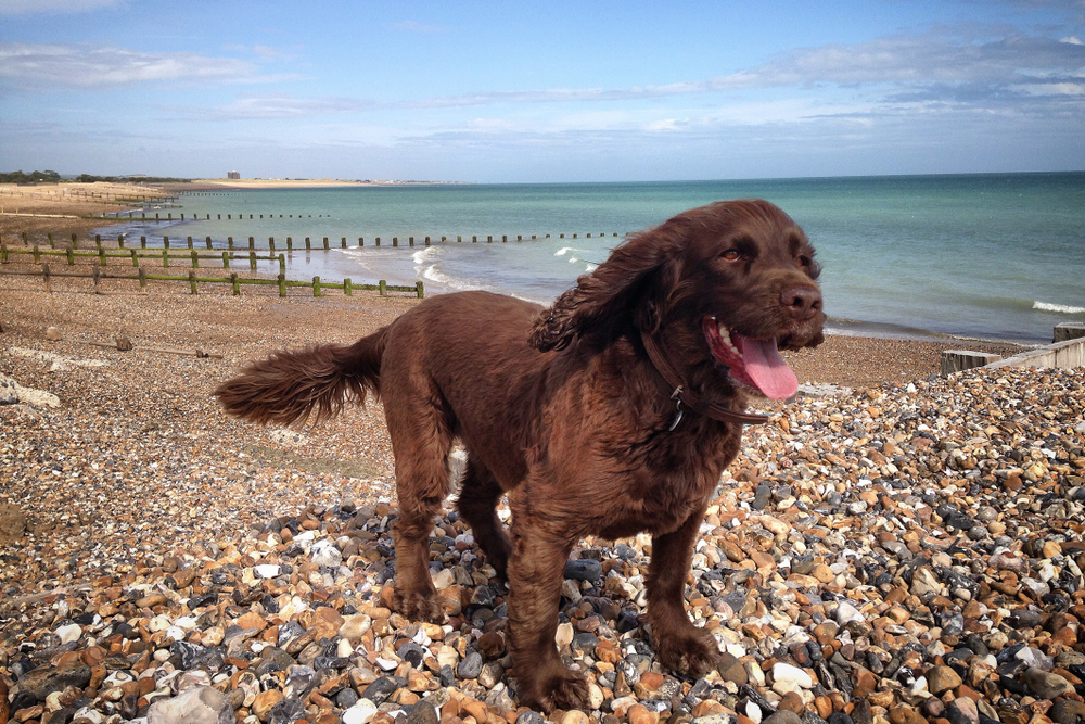 Cute dog on Sussex beach with wind in its face